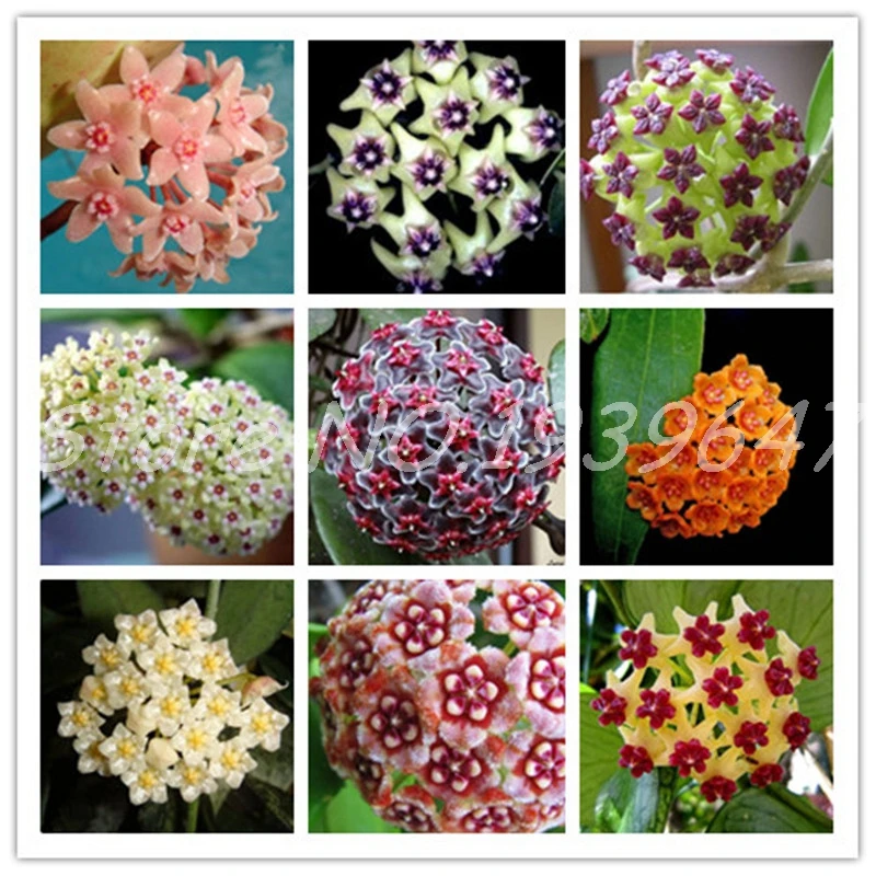 Hot ! 100 Pcs Rare Hoya Bonsai Flower For Home Garden, Ball Orchid Perennial Flowers Natural Growth For Garden Ornamental Plants
Hot ! 100 Pcs Rare Hoya Bonsai Flower For Home Garden, Ball Orchid Perennial Flowers Natural Growth For Garden Ornamental Plants