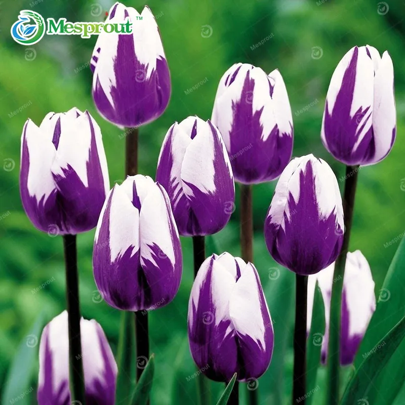 Bonsai 10 Pcs Bonsai Tulip (Not Tulip Bulbs)24 Varieties Rainbow Tulip High-Grade Flower Potted Plant Most Beautiful * Colorful
Bonsai 10 Pcs Bonsai Tulip (Not Tulip Bulbs)24 Varieties Rainbow Tulip High-Grade Flower Potted Plant Most Beautiful * Colorful