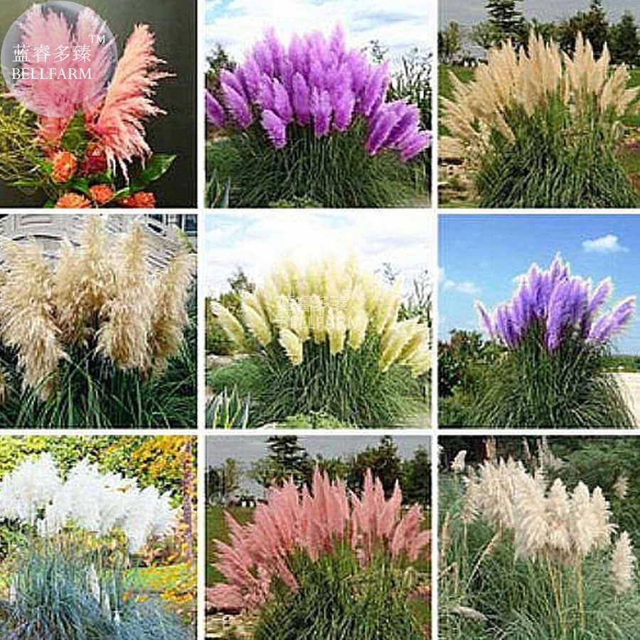 BELLFARM Impressive Coloful Pampas Grass Seeds, 100 seeds, ornamental home garden plants cortaderia selloana bonsai pot