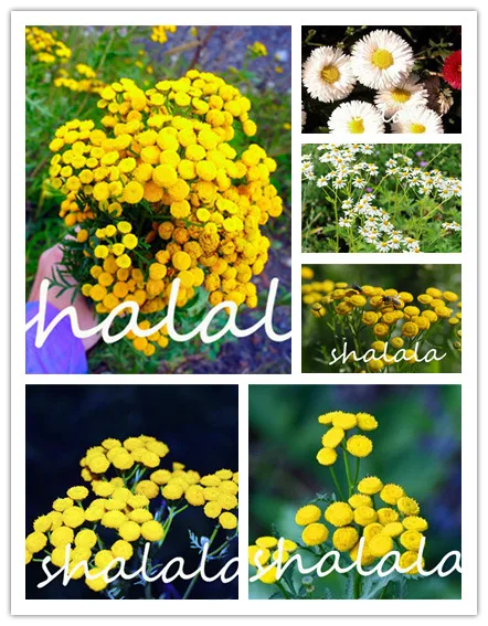 New 100 pcs Bonsai Gerbera Rare Daisy Plants Outdoor Tansy Flower Long Flowering Period for Home Garden Pot Decoration
New 100 pcs Bonsai Gerbera Rare Daisy Plants Outdoor Tansy Flower Long Flowering Period for Home Garden Pot Decoration