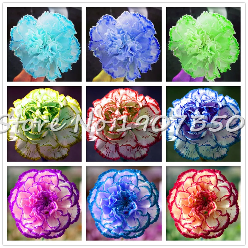 200 pcs Carnation Bonsai Dianthus caryophyllus Flowers bonsai Potted flower flores, Indoor Miniature Garden Bonsai Flower Plante
200 pcs Carnation Bonsai Dianthus caryophyllus Flowers bonsai Potted flower flores, Indoor Miniature Garden Bonsai Flower Plante