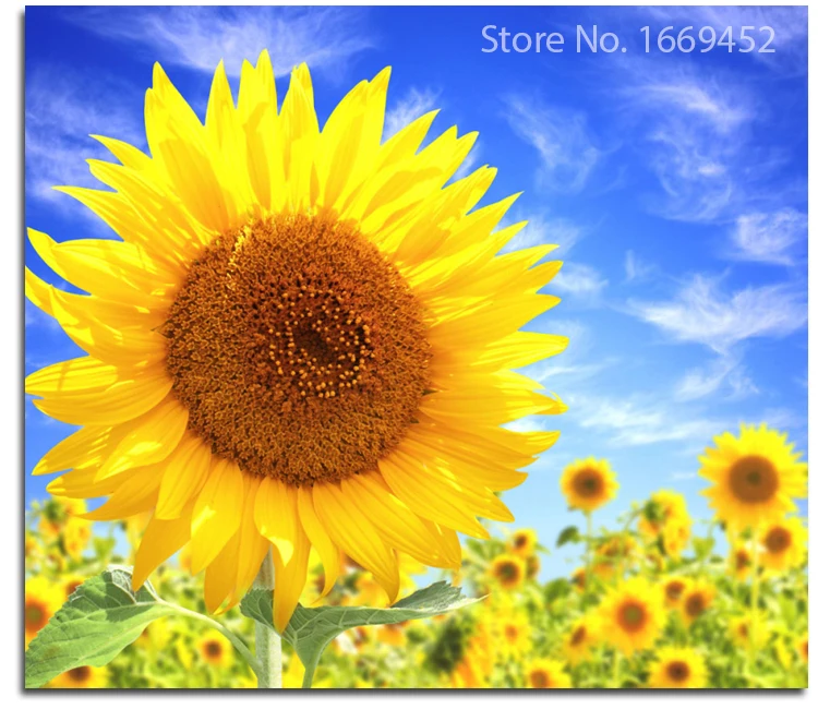 Diamond Painting Flower Blue sky sunflower diamond mosaic cross-stitch Icon crafts cloth needlework rhinestones Picture beadwork
Diamond Painting Flower Blue sky sunflower diamond mosaic cross-stitch Icon crafts cloth needlework rhinestones Picture beadwork
