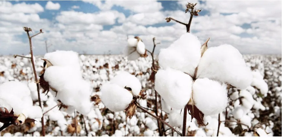 HTB1kyKzQFXXXXbUXFXXq6xXFXXXS