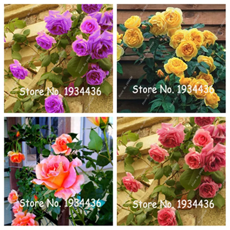 Rainbow Climbing Plant Polyantha Rose DIY Home Garden Courtyard Pot Bonsai Potted Flower 50 pcs / bag Free Shipping
Rainbow Climbing Plant Polyantha Rose DIY Home Garden Courtyard Pot Bonsai Potted Flower 50 pcs / bag Free Shipping