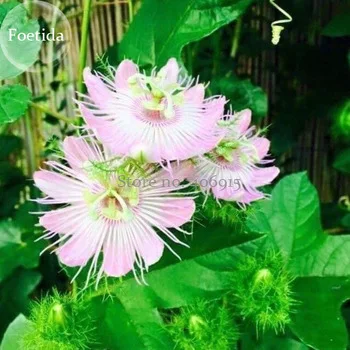 Passiflora foetida White Wild Maracuja Stinking Passionflower, 20 seeds, climbing bush passion fruit E3876