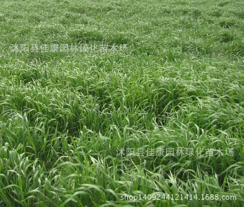 Lawn plant ryegrass plant annual ryegrass particularly high latifolia 200g / Pack
Lawn plant ryegrass plant annual ryegrass particularly high latifolia 200g / Pack
