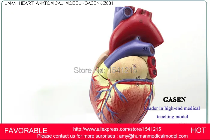 HEART ANATOMY VISCERA MEDICAL,MODEL OF CARDIAC CARDIAC ANATOMY CARDIOVASCULAR HEART,HUMAN ANATOMIC HEART MODEL-GASEN-XZ001
HEART ANATOMY VISCERA MEDICAL,MODEL OF CARDIAC CARDIAC ANATOMY CARDIOVASCULAR HEART,HUMAN ANATOMIC HEART MODEL-GASEN-XZ001