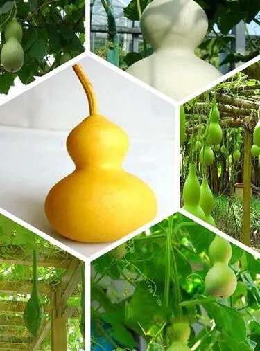 Garden United States gourd beans, vegetable , pods flesh - 10 particles for Christmas
Garden United States gourd beans, vegetable , pods flesh - 10 particles for Christmas