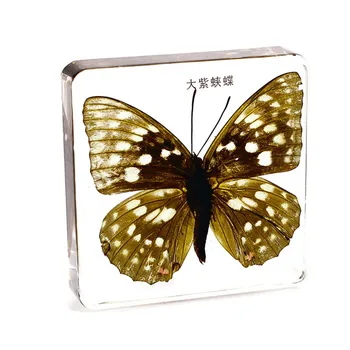 Real Butterfly Specimens In Clear Lucite Block Educational Instrument Paperweight Professionally Displayed And Mounted
Real Butterfly Specimens In Clear Lucite Block Educational Instrument Paperweight Professionally Displayed And Mounted