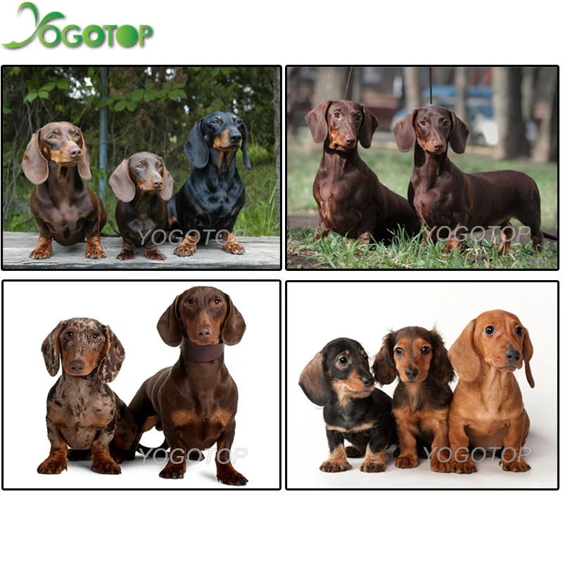 YOGOTOP DIY Diamond Painting Cross Stitch Crafts 5D Diamond Mosaic Home Decor Full Diamond Embroidery Dachshund Dog pet QA283
YOGOTOP DIY Diamond Painting Cross Stitch Crafts 5D Diamond Mosaic Home Decor Full Diamond Embroidery Dachshund Dog pet QA283