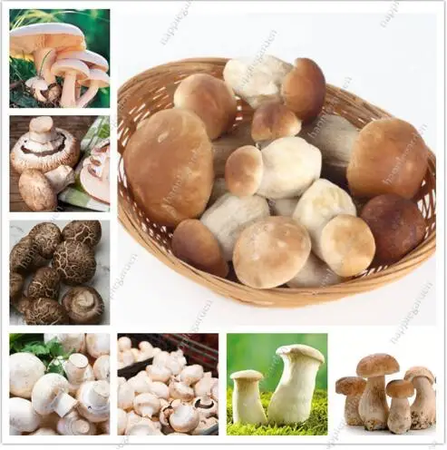 Hot sales! 500 pcs/bag Mushroom bonsai Funny Succlent Plant Amazing Edible Health Vegetable For Happy Farm Free Shipping
Hot sales! 500 pcs/bag Mushroom bonsai Funny Succlent Plant Amazing Edible Health Vegetable For Happy Farm Free Shipping
