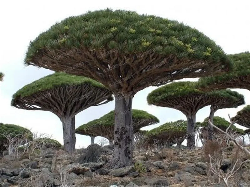 20pcs/ Bonsai Dragon Blood Tree rare bonsai tree plants Dracaena angustifolia perennial outdoor plants for home garden
20pcs/ Bonsai Dragon Blood Tree rare bonsai tree plants Dracaena angustifolia perennial outdoor plants for home garden