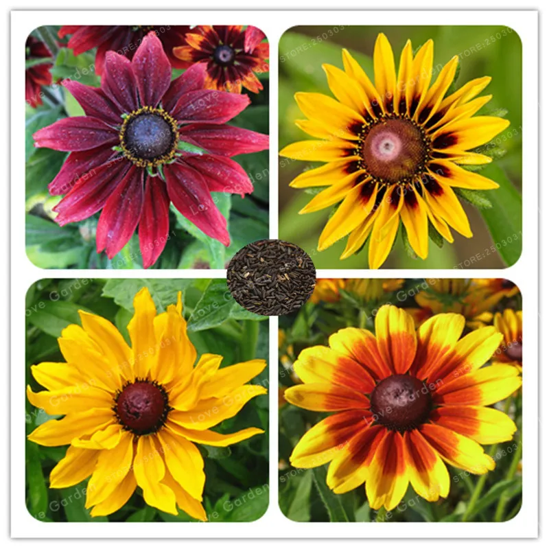 100 pcs/bag Rudbeckia Hirta Bonsai Potted Flower Black-Eyed Daisy Bonsai Plant DIY Home Garden Easy To Grow Potted plant
100 pcs/bag Rudbeckia Hirta Bonsai Potted Flower Black-Eyed Daisy Bonsai Plant DIY Home Garden Easy To Grow Potted plant