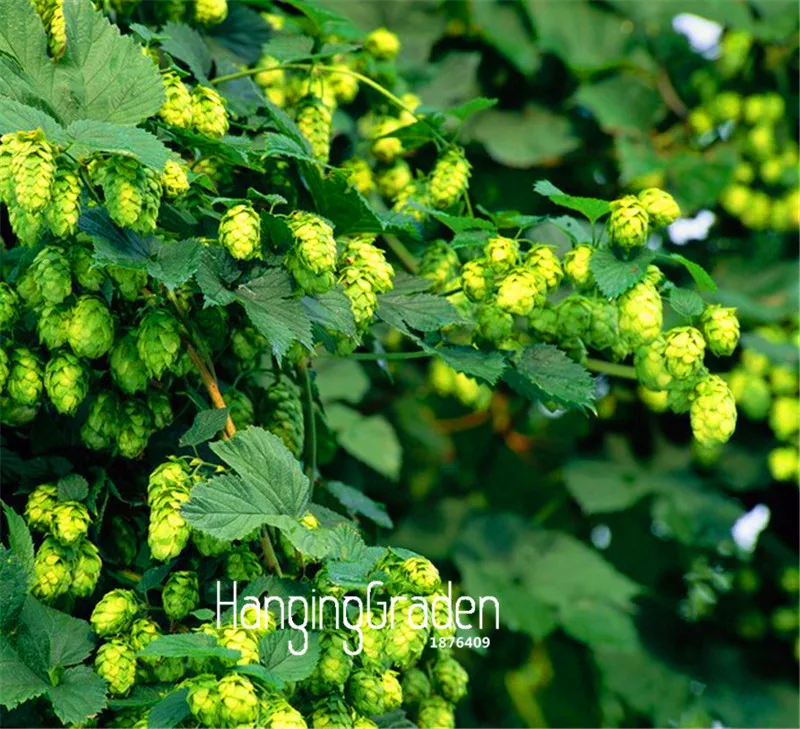 New 2018!100Pcs/Lot HOPS * Humulus lupulus * bonsai * Brew Your OWN BEER Today * Returns Year After Year - Plants Form,#586
New 2018!100Pcs/Lot HOPS * Humulus lupulus * bonsai * Brew Your OWN BEER Today * Returns Year After Year - Plants Form,#586