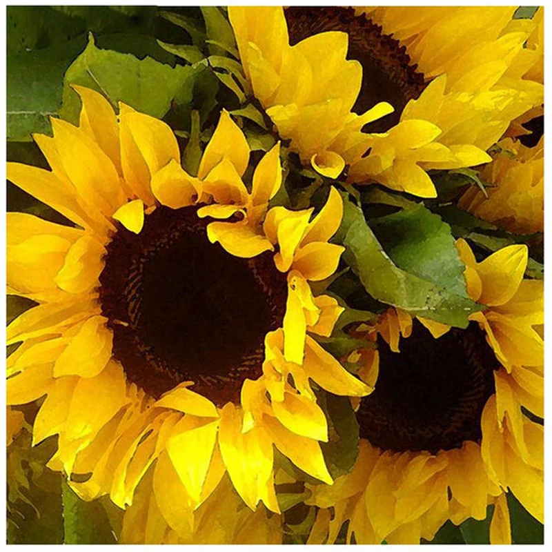 5D DIY Diamond Painting Cross Stitch Floral Sunflower Crystal Needlework Diamond Embroidery Handicraft Flowers Mosaic Christmas
5D DIY Diamond Painting Cross Stitch Floral Sunflower Crystal Needlework Diamond Embroidery Handicraft Flowers Mosaic Christmas