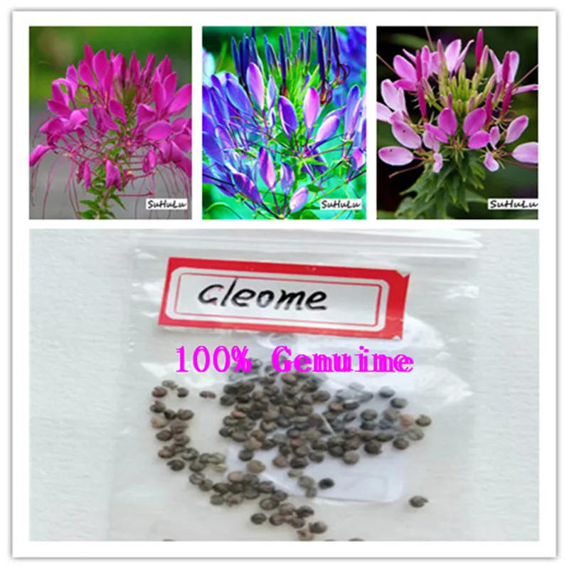 100pcs Flower Cleome Mix Organic (Cleome spinosa) Annual Bonsai Plants Home Garden Courtyard for 2019 growing Cleome Hasslerian
100pcs Flower Cleome Mix Organic (Cleome spinosa) Annual Bonsai Plants Home Garden Courtyard for 2019 growing Cleome Hasslerian