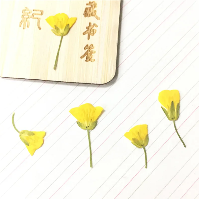 Rape flowers Dried Pressed Flower Arrangements True Plant Specimens DIY handmade material 1 lot/120pcs
Rape flowers Dried Pressed Flower Arrangements True Plant Specimens DIY handmade material 1 lot/120pcs