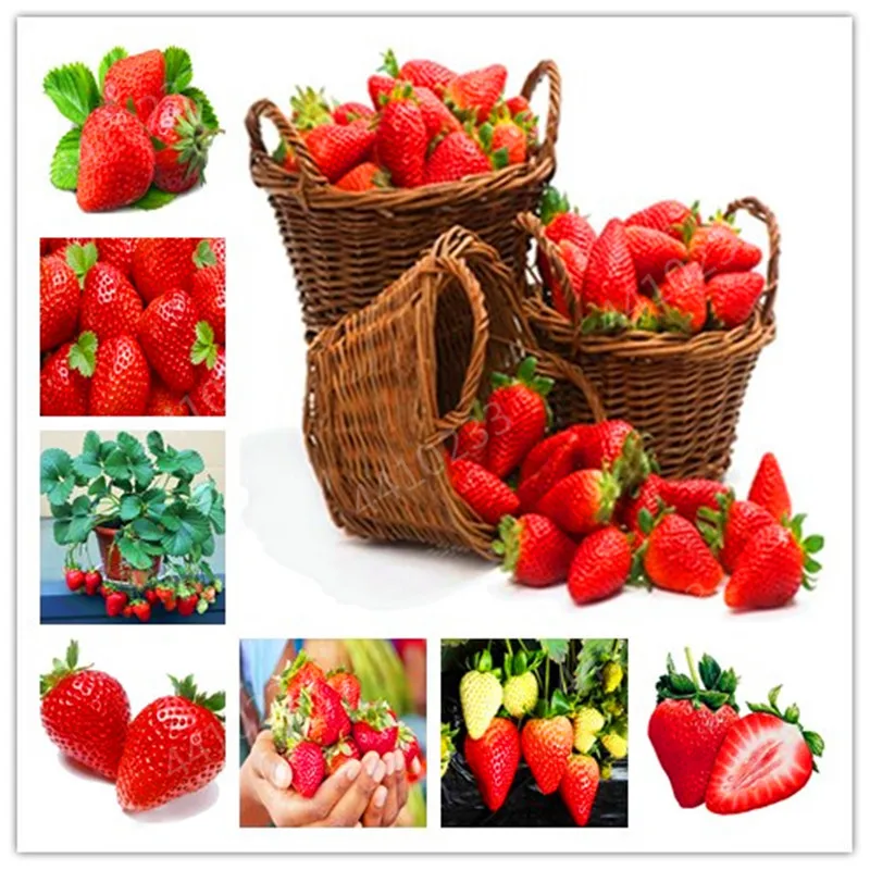 Hot sale!Bonsai 200 Pcs/Pack Japanese Gaint Strawberry Berry Sweet Fruit Indoor Outdoor Plant Strawberry Garden Multi-Color To C
Hot sale!Bonsai 200 Pcs/Pack Japanese Gaint Strawberry Berry Sweet Fruit Indoor Outdoor Plant Strawberry Garden Multi-Color To C