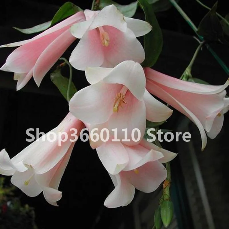 100 pcs/bag garden decoration Bell Orchid Bonsai Flower Campanula bonsai Flower 5 colors Convallaria plant pot for home garden
100 pcs/bag garden decoration Bell Orchid Bonsai Flower Campanula bonsai Flower 5 colors Convallaria plant pot for home garden