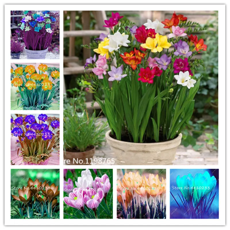 100 Pcs Freesias Bonsai , Fragrant Gorgeous Diy Garden Colorful & Fragrant Flower Plant Cut Flower , Home ,Yard, Balcony Decor
100 Pcs Freesias Bonsai , Fragrant Gorgeous Diy Garden Colorful & Fragrant Flower Plant Cut Flower , Home ,Yard, Balcony Decor