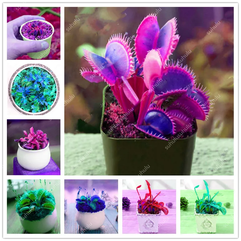 200 Pcs Carnivorous Garden Potted Flytrap Bonsai plantflower Dionaea Muscipula Giant Clip Venus Flytrap Potted Plant
200 Pcs Carnivorous Garden Potted Flytrap Bonsai plantflower Dionaea Muscipula Giant Clip Venus Flytrap Potted Plant