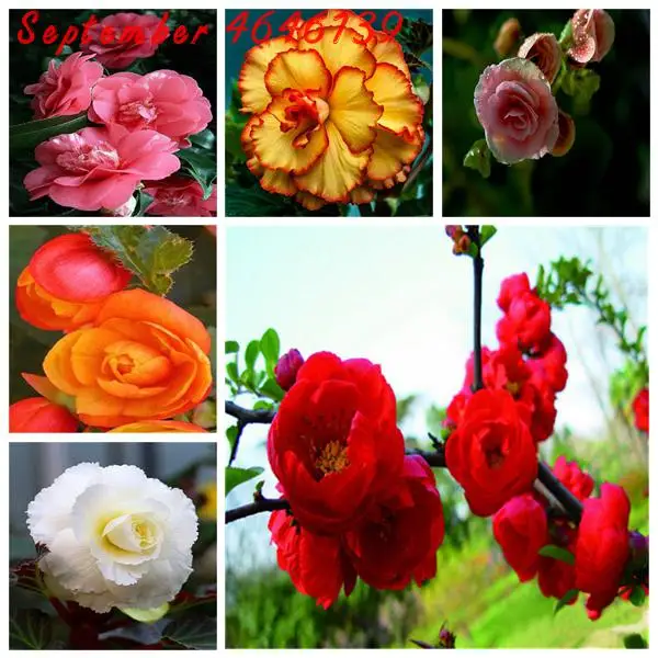 50Pcs Exotic Rieger Begonias Begonia Beautiful Bonsai Multi-Flap Flower Decoration Home Garden Coleus Potted Plant Free shippin
50Pcs Exotic Rieger Begonias Begonia Beautiful Bonsai Multi-Flap Flower Decoration Home Garden Coleus Potted Plant Free shippin