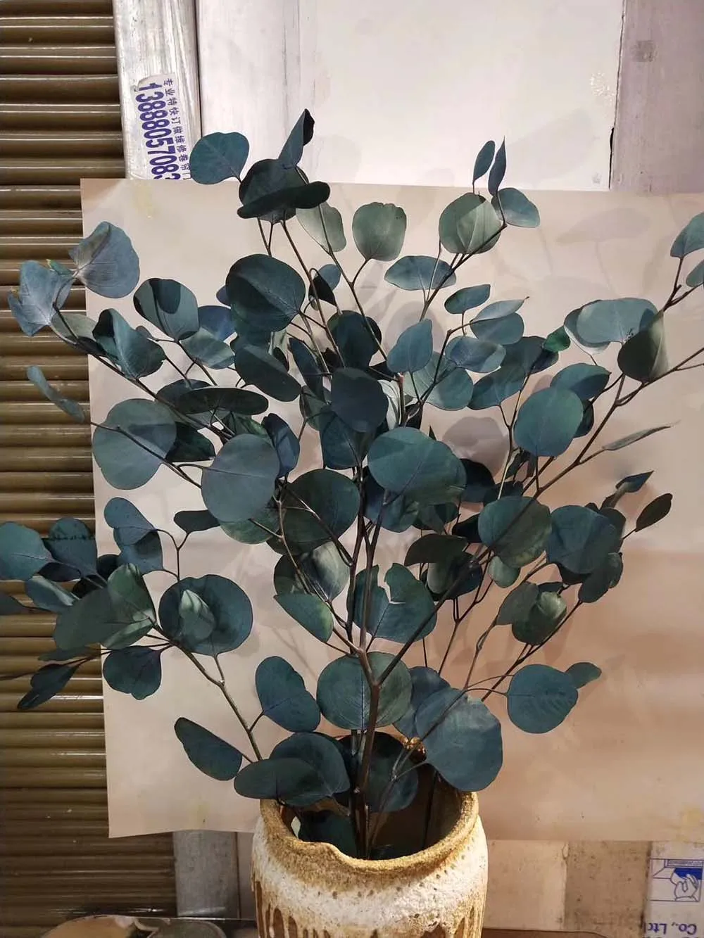 100g 40-60cm Length Preserved Eucalyptus Apple Leaves Branch For Craft Gift Material Accessory Decoration Flower Arranging DIY 
100g 40-60cm Length Preserved Eucalyptus Apple Leaves Branch For Craft Gift Material Accessory Decoration Flower Arranging DIY