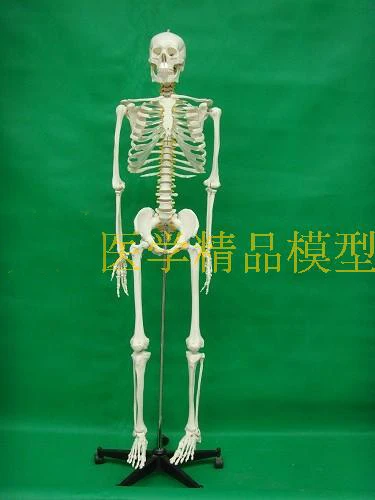 170cm Human Skeleton Model (with Intervertebral Disc and Neural) Medical BoneTeaching Model Free Shipping
170cm Human Skeleton Model (with Intervertebral Disc and Neural) Medical BoneTeaching Model Free Shipping