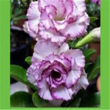 Prodgf 3Pcs A Set beautiful white with purple Adenium Desert Rose 
Prodgf 3Pcs A Set beautiful white with purple Adenium Desert Rose
