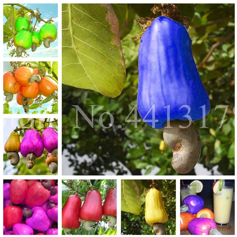 5 pcs/ bag Bonsai Cashew Anacardium Occidentale Plant Tree Rare China Apple Bonsai Plant Miracle Juicy Fruit Fruta Easy to Grow
5 pcs/ bag Bonsai Cashew Anacardium Occidentale Plant Tree Rare China Apple Bonsai Plant Miracle Juicy Fruit Fruta Easy to Grow