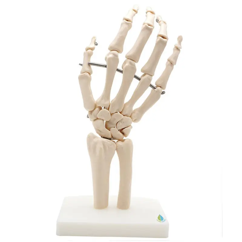Professional Human Anatomical Hand Joint Anatomical Skeleton Model Medical Medical Learn Aid Anatomy
Professional Human Anatomical Hand Joint Anatomical Skeleton Model Medical Medical Learn Aid Anatomy