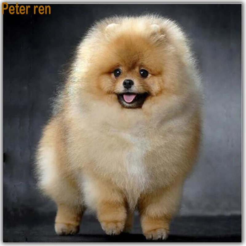 full pomeranian