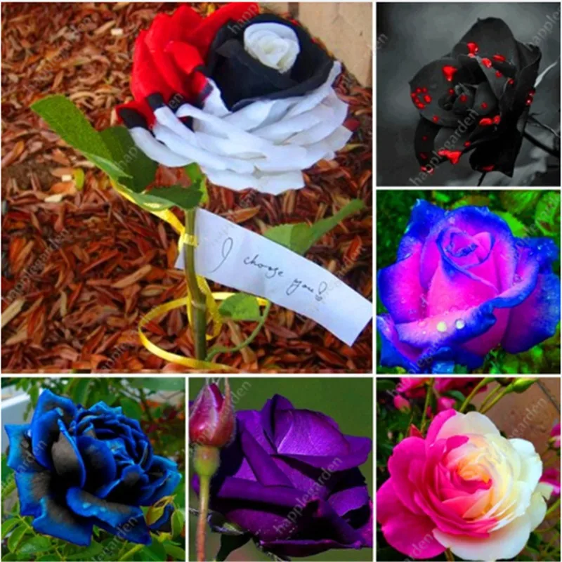 Rrare Exotic 200 Pcs Rose plants , Rainbow Roses Bonsai Flowers plants bonsai perennial garden jardim plante
Rrare Exotic 200 Pcs Rose plants , Rainbow Roses Bonsai Flowers plants bonsai perennial garden jardim plante