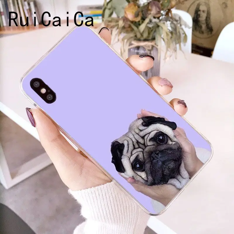 Animal Cute Pug Dog