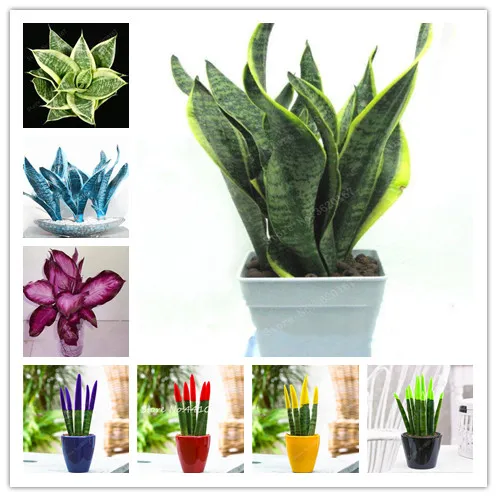 50Pcs Colorful Sansevieria Seedplants Bonsai Balcony Flowers Succulent Plants Cactus Garden Diy Plant Radiation Protection
50Pcs Colorful Sansevieria Seedplants Bonsai Balcony Flowers Succulent Plants Cactus Garden Diy Plant Radiation Protection