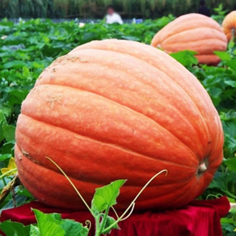 5 Pcs/Set Giant Pumpkin Plants Organic Vegetables Fruit Bonsai Garden Farm For Home Garden Plants Bonsai Gift BS
5 Pcs/Set Giant Pumpkin Plants Organic Vegetables Fruit Bonsai Garden Farm For Home Garden Plants Bonsai Gift BS