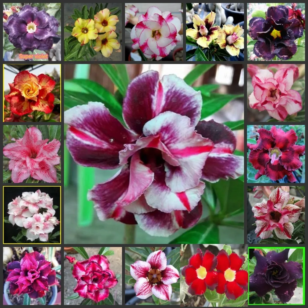 50PCS - 100% Fresh Real Adenium Obesum Semillas - Bonsai Desert Rose Flower Plant sementes
50PCS - 100% Fresh Real Adenium Obesum Semillas - Bonsai Desert Rose Flower Plant sementes