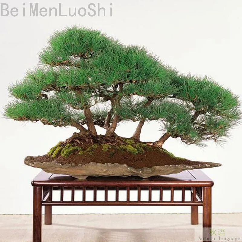 Pinus Thunbergii Potted Tree Seeds Japanese Pine Family Garden Ornamental Indoor Potted Plant Seeds Japanese Decor
Pinus Thunbergii Potted Tree Seeds Japanese Pine Family Garden Ornamental Indoor Potted Plant Seeds Japanese Decor