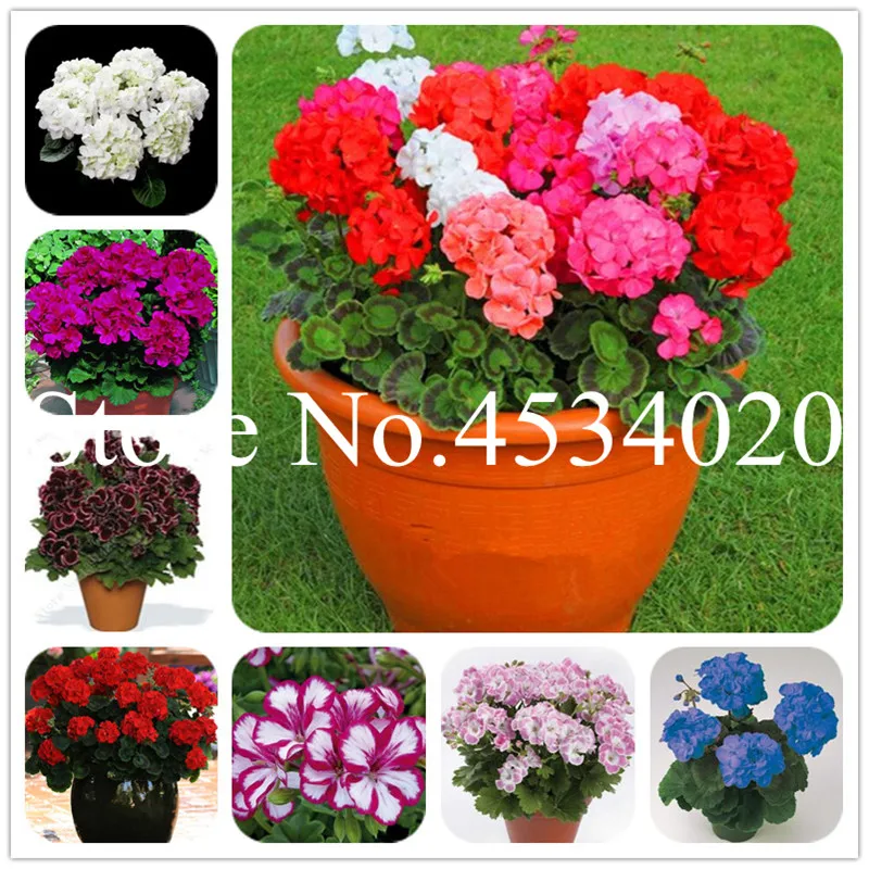 Hot Sale! 100 pcs Mix Colorful Geranium flowers Bonsai plants pelargonium Perennial flowers Decoration home garden plants
Hot Sale! 100 pcs Mix Colorful Geranium flowers Bonsai plants pelargonium Perennial flowers Decoration home garden plants