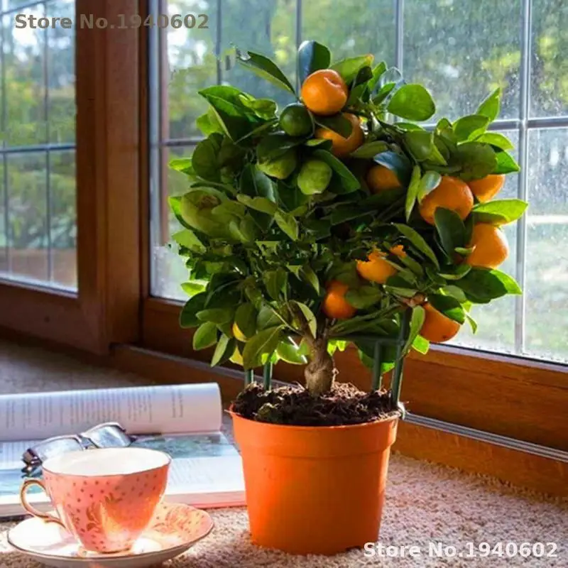 20pcs Edible Fruit Mandarin Bonsai Tree bonsais, Citrus Mandarin Orange bonsais Indoor Plants Flowers Flowers Ground Cover
20pcs Edible Fruit Mandarin Bonsai Tree bonsais, Citrus Mandarin Orange bonsais Indoor Plants Flowers Flowers Ground Cover