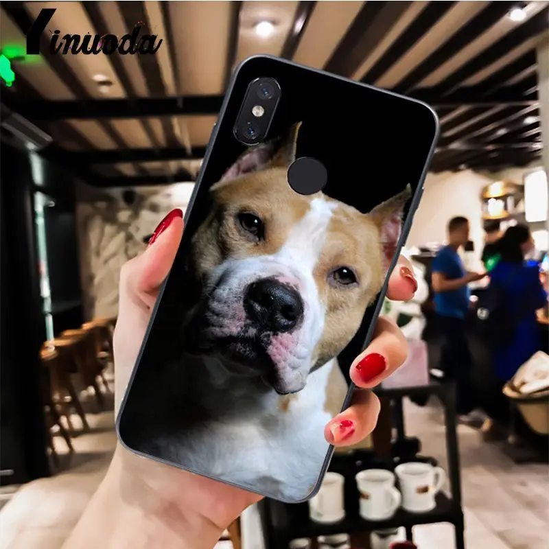 Pit Bull Dog Pitbull Puppy Animal