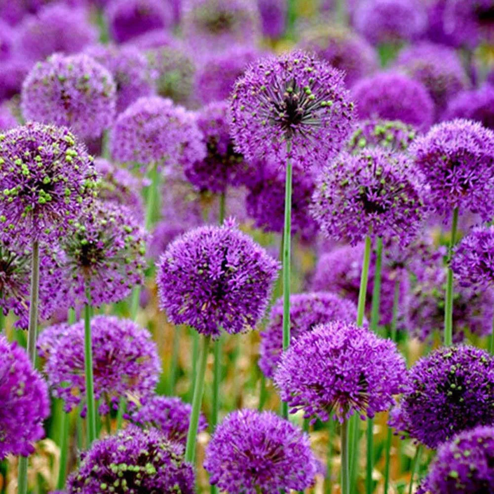 Hot Sale 10 pcs/Set Giant Allium Giganteum Bonsai Flower Plant Purple Allium Organic Gorgeous Flower for Garden Decoration
Hot Sale 10 pcs/Set Giant Allium Giganteum Bonsai Flower Plant Purple Allium Organic Gorgeous Flower for Garden Decoration