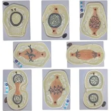 cell Mitosis Process Demo model biological Animal Cell Model 8pcs free shipping
cell Mitosis Process Demo model biological Animal Cell Model 8pcs free shipping
