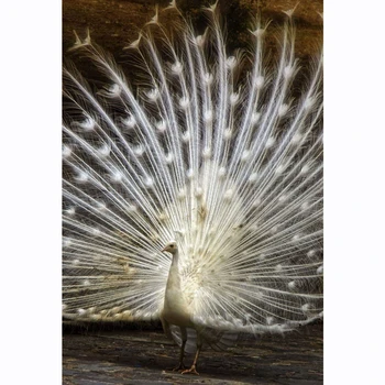 5D DIY Diamond Painting White Peacock Embroidery Full Round Diamond Cross Stitch Rhinestone Mosaic Painting Animal Crafts Decor
5D DIY Diamond Painting White Peacock Embroidery Full Round Diamond Cross Stitch Rhinestone Mosaic Painting Animal Crafts Decor