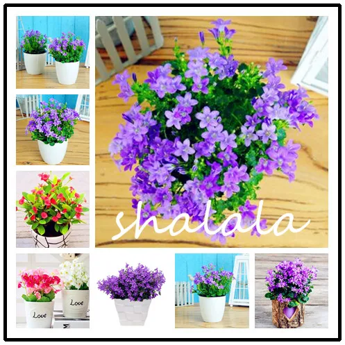 100 pcs Bonsai Bellflower plants Campanula Flower bonsai perennial indoor Blooming multicolor For Home Garden easy to plant
100 pcs Bonsai Bellflower plants Campanula Flower bonsai perennial indoor Blooming multicolor For Home Garden easy to plant