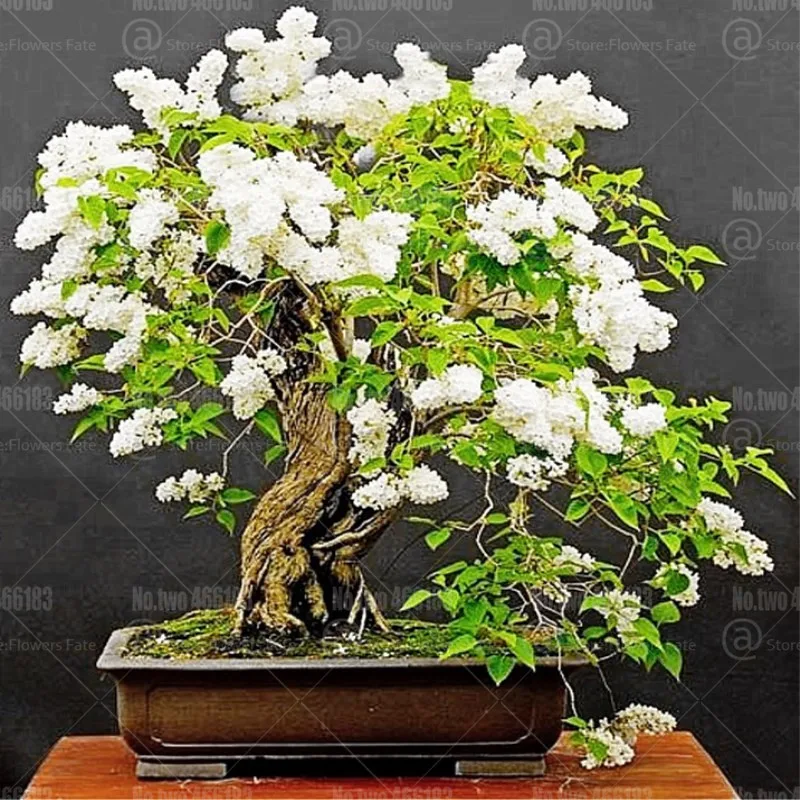 100pcs Dwarf Lagerstroemia indica bonsai mixed colors lagerstroemia flower tree bonsai perennial indoor garden floweing plants
100pcs Dwarf Lagerstroemia indica bonsai mixed colors lagerstroemia flower tree bonsai perennial indoor garden floweing plants