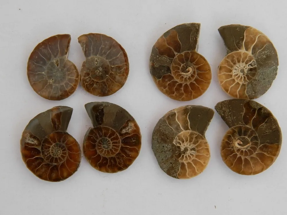 8pcs FOSSILIZED SNAIL AMMONITE MINERAL FROM MOROCCO ~ MULTI-COLOR FIRE Free shipping
8pcs FOSSILIZED SNAIL AMMONITE MINERAL FROM MOROCCO ~ MULTI-COLOR FIRE Free shipping