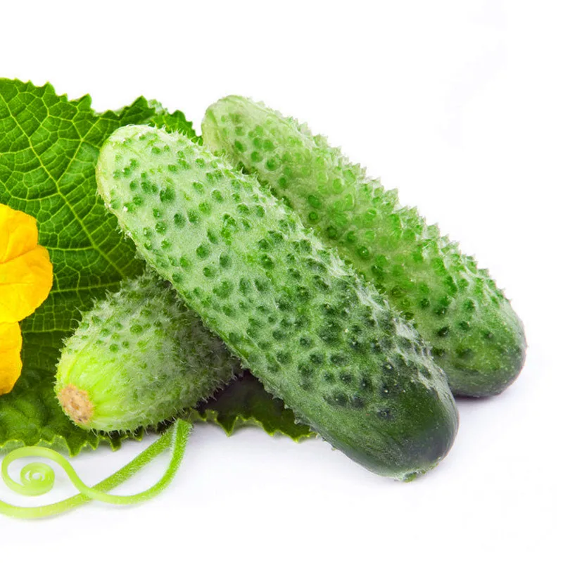 New Fresh A Pack 50 Pcs Japan Cucumber flores Courtyard Garden Balcony Potted Bonsai Vegetable Plants Cucumis plantas,#MGJK8W
New Fresh A Pack 50 Pcs Japan Cucumber flores Courtyard Garden Balcony Potted Bonsai Vegetable Plants Cucumis plantas,#MGJK8W