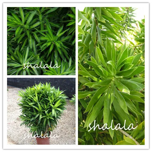 50pcs Agave bamboo tree plant bouquet evergreen Leaves Branch Desert Plants Sansevieria Home Decor garden Fresh Air Bonsai
50pcs Agave bamboo tree plant bouquet evergreen Leaves Branch Desert Plants Sansevieria Home Decor garden Fresh Air Bonsai