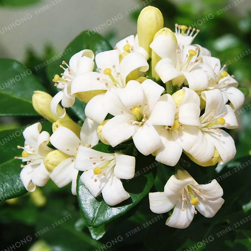 Heirloom 100% True Orange Jasmine Shrub With Fragrant White Flower Bonsai 20 Bonsai / Pack Murraya Paniculata Easy To Grow
Heirloom 100% True Orange Jasmine Shrub With Fragrant White Flower Bonsai 20 Bonsai / Pack Murraya Paniculata Easy To Grow